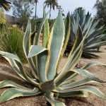 Agave Proprietăți americane utile și medicinale, plante de interior, utilizarea de suc și fructe,