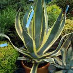 Agave Proprietăți americane utile și medicinale, plante de interior, utilizarea de suc și fructe,