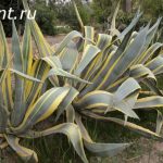 Agave Proprietăți americane utile și medicinale, plante de interior, utilizarea de suc și fructe,