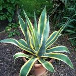 Agave Proprietăți americane utile și medicinale, plante de interior, utilizarea de suc și fructe,