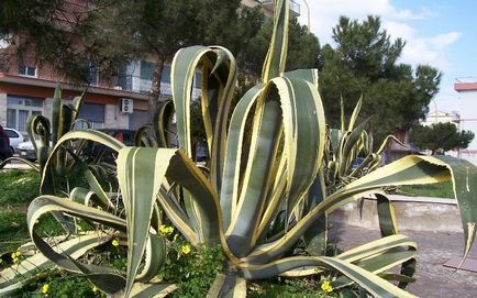 Agave Proprietăți americane utile și medicinale, plante de interior, utilizarea de suc și fructe,