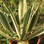 Agave Proprietăți americane utile și medicinale, plante de interior, utilizarea de suc și fructe,