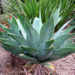 Agave Proprietăți americane utile și medicinale, plante de interior, utilizarea de suc și fructe,