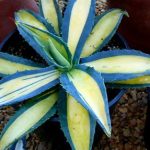 Agave Proprietăți americane utile și medicinale, plante de interior, utilizarea de suc și fructe,