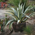 Agave Proprietăți americane utile și medicinale, plante de interior, utilizarea de suc și fructe,