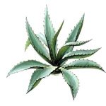 Agave Proprietăți americane utile și medicinale, plante de interior, utilizarea de suc și fructe,