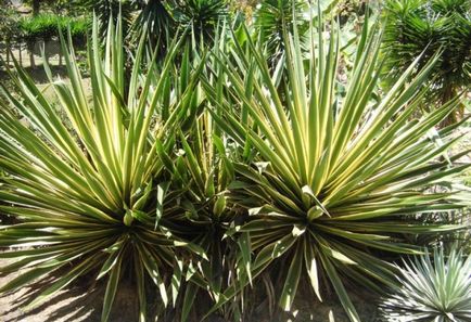 Agave Proprietăți americane utile și medicinale, plante de interior, utilizarea de suc și fructe,