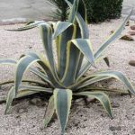 Agave Proprietăți americane utile și medicinale, plante de interior, utilizarea de suc și fructe,