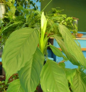 Aglaonema de îngrijire la domiciliu (udare, stropire, reproducere, transplant)