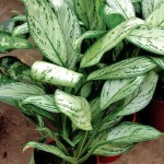 Aglaonema de îngrijire la domiciliu (udare, stropire, reproducere, transplant)