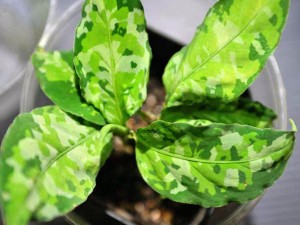 Aglaonema de îngrijire la domiciliu (udare, stropire, reproducere, transplant)