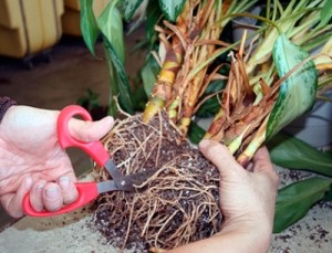 Aglaonema de îngrijire la domiciliu (udare, stropire, reproducere, transplant)