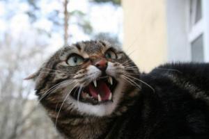 Агресія у кішок як запобігти