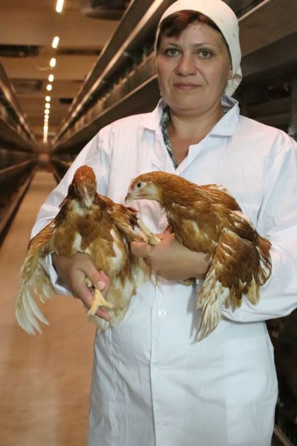 Incubator Aleynikovsky - pentru a cumpara găinile de găini, pui molodok, vânzarea de găini găini podruschennyh