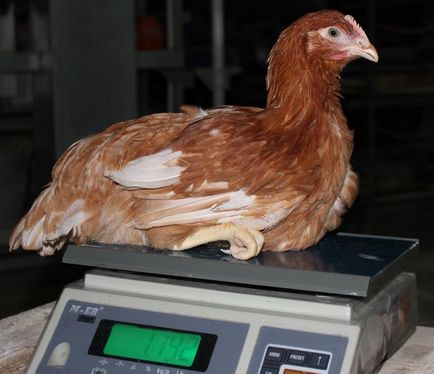 Aleynikovsky inkubátor - vásárolni tojótyúkok, jérce csirkék, tyúkok tojótyúkok eladó podroschennyh