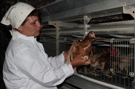 Incubator Aleynikovsky - pentru a cumpara găinile de găini, pui molodok, vânzarea de găini găini podruschennyh