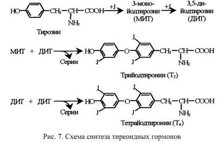 Alla Maslovskaya - biochimia hormonilor - pagina 3