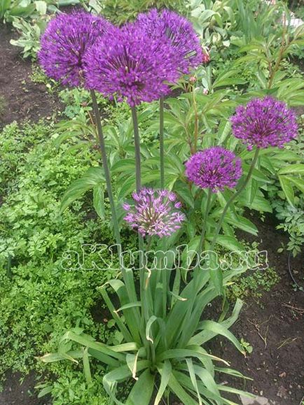 Allium - arc decorativ, plantare și îngrijire, fotografie a alumului