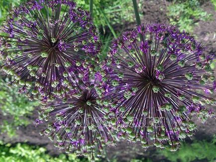 Allium - arc decorativ, plantare și îngrijire, fotografie a alumului