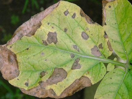 Alternaria cartofi fotografie