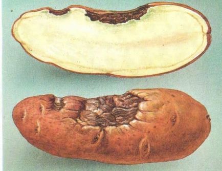 Альтернаріоз картоплі фото