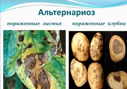 Alternaria fotó burgonya (krumpli) burgonyavész fotó
