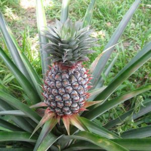 Ananas proprietăți utile, contraindicații, compoziție, ananas pentru pierderea în greutate