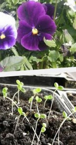 Pansy plantare și îngrijire, în grădină și în grădină