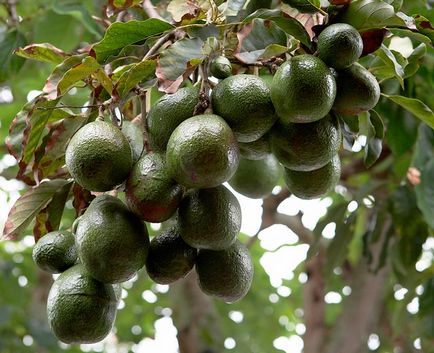 Avocado proprietăți utile, creștere case, fotografie