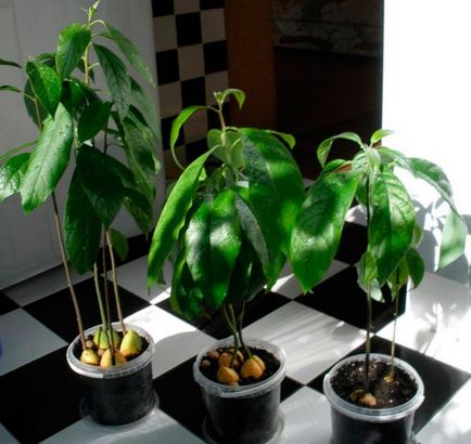 Avocado hasznos tulajdonságok, termesztett otthon, fotók