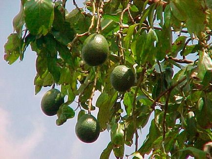 Avocado proprietăți utile, creștere case, fotografie