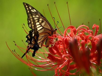 Butterfly - ez van, a nőies és hogyan fog szólni a férfias