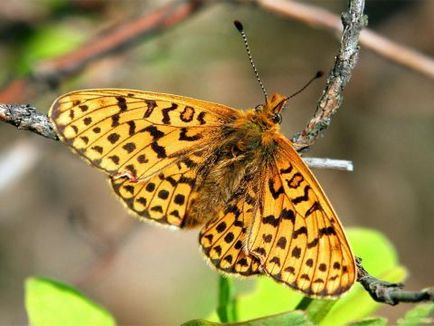 Butterfly - ez van, a nőies és hogyan fog szólni a férfias