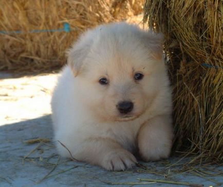White Swiss Shepherd (Shepherd) Berger Blanc Suisse