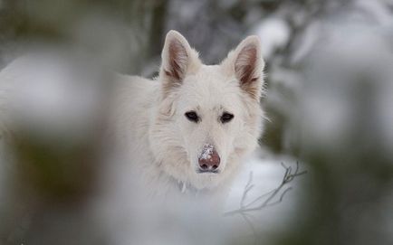 White Shepherd alb