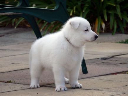 White Shepherd alb