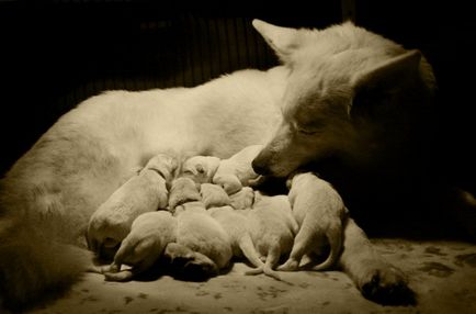 White Shepherd alb