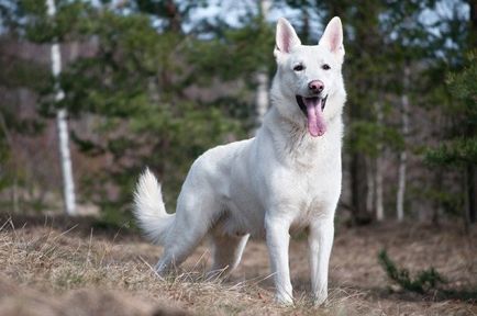 White Shepherd alb