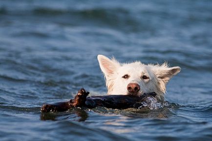 White Shepherd alb