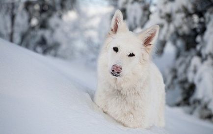 White Shepherd alb