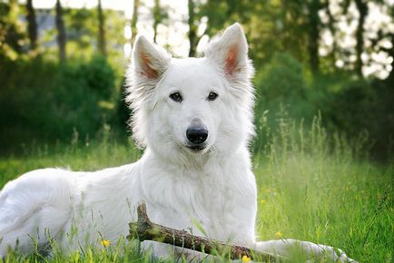 White Shepherd alb