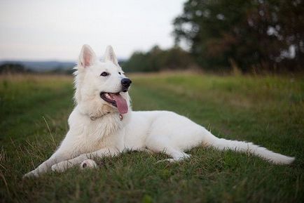 White Shepherd alb