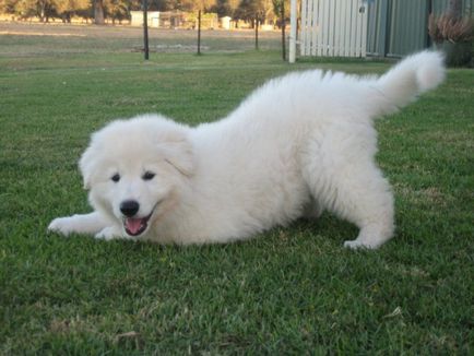 White Swiss Shepherd (fehér) Berger Blanc Suisse