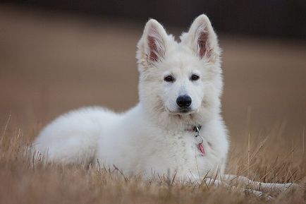 White Shepherd alb