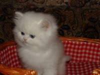 Бели персийски котки - котка свят