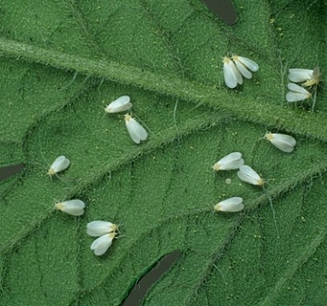 Whitefly asupra controlului dăunătorilor pentru flori interioare