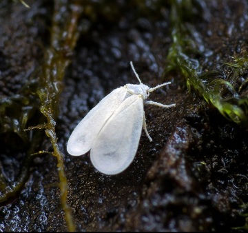 Whitefly asupra controlului dăunătorilor pentru flori interioare