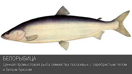 Belorybitsa ce fel de pește, în cazul în care trăiește, cum se înmulțește, cum să prindă, proprietăți utile