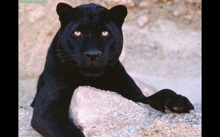 Panther de animale nobil