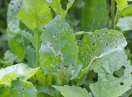 Cruciferous bolha